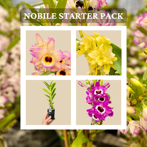 Nobile-Type Dendrobium 4-Pack — Palmer Orchids